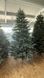 Жозефіна голубая 🌲 С080-120 фото 3