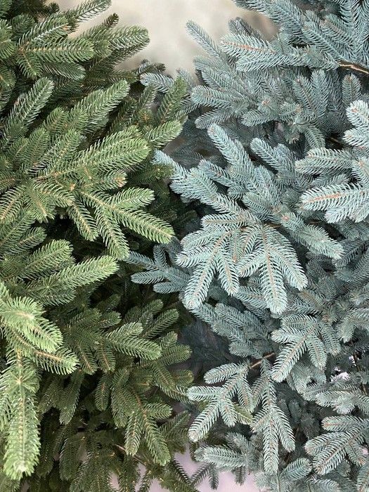 Жозефіна голубая 🌲 С080-120 фото