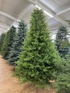 ЛІдія зелена 🌲 С062-120 фото