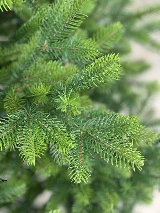 Искусственная литая ёлка Forest Maxi 2 м с металлической подставкой | Пышная новогодняя ёлка премиум-класса V07-07 фото